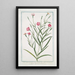 Lychnis Segetum Nigellastrum minus glabrum dicta Agrostema Celirosa Nigellastre des blés - Giorgio Bonelli — cuadro enmarcado en la pared