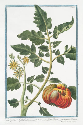 Giorgio Bonelli - Lycopersicon Galeni Pomidoro Pomme dammour Tomato.webp