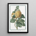 Malva Rosa folio subrotundo flore pleno luteo et subluteo Mauve Rose - Giorgio Bonelli — cuadro enmarcado en la pared