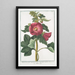 Malva Rosa folio subrotundo flore saturatius rubente Mauve Rose - Giorgio Bonelli — cuadro enmarcado en la pared
