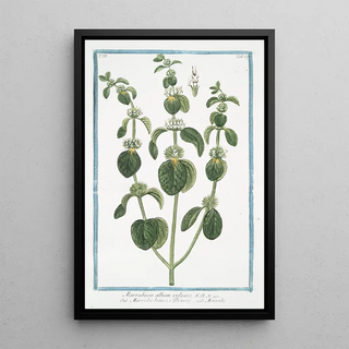 Giorgio Bonelli - Marrubium album vulgare Marrubio bianco e Orassio Marrube White Horehound.webp