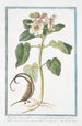 Martynia annua villosa y viscosa folio subrotundo flor grande roja Proposcitea Martynie cornuda - Giorgio Bonelli — vista de la obra