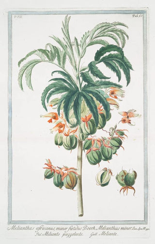 Giorgio Bonelli - Melianthus africanus minor foetidus Boerh Melianthus minor Milianto puzzolente Meliante.webp