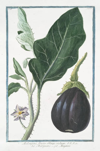 Giorgio Bonelli - Melongena fructu oblongo violaceo Marignano Mayenne Mad apple.webp