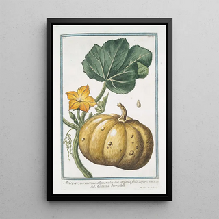 Giorgio Bonelli - Melopepo verruscosus albicans leviter striatus folio aspero Cocuzza bitorzoluta.webp