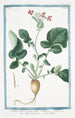 Napus sativa radice alba Napo domestico Navet - Giorgio Bonelli — artwork view
