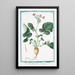 Napus sativa radice alba Napo domestico Navet - Giorgio Bonelli — framed artwork on a wall