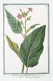 Nicotiana major latifolia Tabaco Nicotiana o Tabaco Tabaco - Giorgio Bonelli — vista de la obra