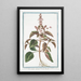 Ocimum foliis ex viridi violaceis dentatis floribus suave rubentibus Basilico sanguigno Basilic - Giorgio Bonelli — framed artwork on a wall