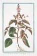 Ocimum foliis ex viridi violaceis dentatis floribus suave rubentibus Basilico sanguigno Basilic - Giorgio Bonelli — artwork view