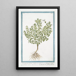 Giorgio Bonelli - Ocimum miinimum Ocimum Caryophyllatum minus Basilico fino garlato Basilic Basil bush.webp