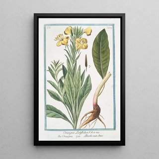 Giorgio Bonelli - Onagra latifolia Onagra LHerbe aux Anes Primerose.webp