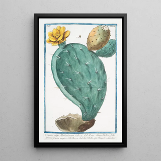 Giorgio Bonelli - Opuntia vulgo Herbariorum Ficus Indica folio spinoso fructu majore Fico dIndia Raquette ou Cardasse Prickly Pear Indian Fig.webp