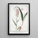 Orchis Palmata montana maculata Palma Cristi Le Satirion - Giorgio Bonelli — cuadro enmarcado en la pared