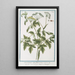 Oreoselirum Apii folio minus Apio montamo Persil de montagne - Giorgio Bonelli — framed artwork on a wall