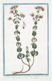 Origanum sylvestre Cunila bubula Plinii Regano e Origano Origan - Giorgio Bonelli — artwork view