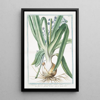 Giorgio Bonelli - Ornithogalum spicatum angustifolium floribus sature azzurreis Giacinto spicato torchino La Sqiulle bleue Spiked StarofBethlehem.webp