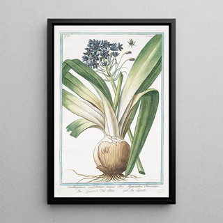 Giorgio Bonelli - Ornithogalum umbellatum majus sive Hyacinthus Peruvianus Giacinto del Per La Sqiulle StarofBethlehem.webp