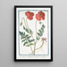 Papaver erraticum majus poras Dioscordi Theophrasto Plinio Papaverone e Rosolaccio Pavot - Giorgio Bonelli — cuadro enmarcado en la pared