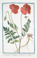 Papaver erraticum majus poras Dioscordi Theophrasto Plinio Papaverone e Rosolaccio Pavot - Giorgio Bonelli — vista de la obra