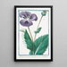Papaver hortense nigro semine sylvestre Discoridis nigrum Plnii Pavot noir - Giorgio Bonelli — cuadro enmarcado en la pared