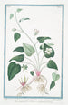 Parnassia palustris y vulgaris Gramen Parnassi con flor simple blanca Herbe de Parnasse - Giorgio Bonelli — vista de la obra