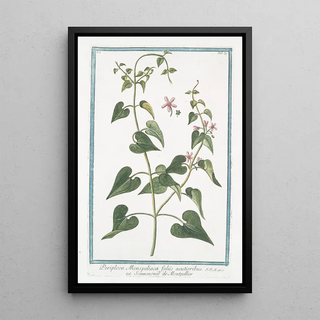 Giorgio Bonelli - Periploca Monspeliaca foliis acutioribus Scammone de Montepellier.webp