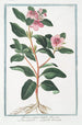 Pervinca vulgaris latifolia flore rosa Grande pervinca - Giorgio Bonelli — vista de la obra