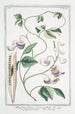 Rolled Flowering Phaseolus Indicus Bean - Giorgio Bonelli — artwork view