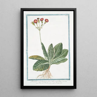 Giorgio Bonelli - Primula varis hortensis flore rubro umbellato Fior di Primavera Primavere.webp