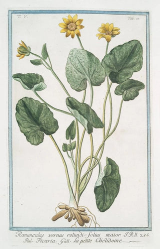 Giorgio Bonelli - Ranunculus vernus rotundifolius maior Ficaria La petite Chlidoine Yellow buttercups.webp