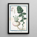 Rave sativa round with white root - Giorgio Bonelli — framed artwork on a wall