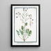 Radis caudatus à feuilles pennées - Giorgio Bonelli — framed artwork on a wall