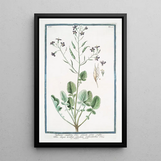 Giorgio Bonelli - Raphanus caudatus foliis pinnatis pinnis confluentibus tiliquis teretibus articulatis unilocularibus Rafano caudato Rattail radish.webp