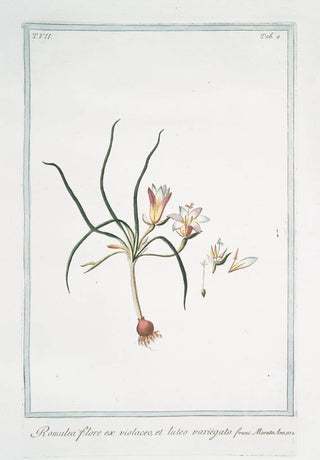 Giorgio Bonelli - Romulea flore ex violaceo et luteo variegato.webp