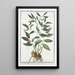 Ruscus a hojas estrechas Laurus Alexandrinus - Giorgio Bonelli — cuadro enmarcado en la pared