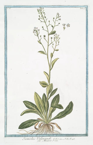 Giorgio Bonelli - Samolus Valerandi Mouron deau Brookweed.webp