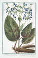 Italian Sclarea painting with long root - Giorgio Bonelli — artwork view