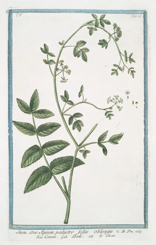 Giorgio Bonelli - Sium sive Apium palustre foliis oblongis Caneo Berle ou le Sison Water parsnip.webp