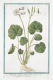 Soldanella Alpina con hoja redonda Soldanella Soldanelle Alpina Campanas de nieve - Giorgio Bonelli — vista de la obra