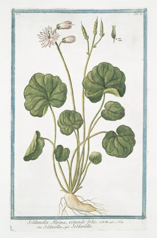 Giorgio Bonelli - Soldanella Alpina rotundo folio Soldanella Soldaneille Alpine Snow Bells.webp