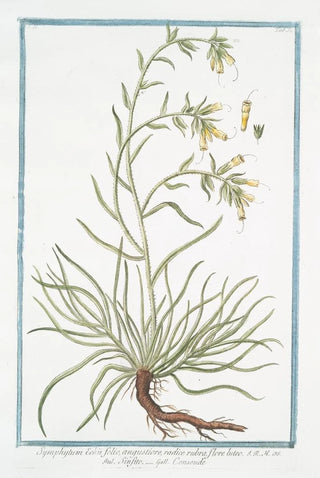 Giorgio Bonelli - Symphytum Echii folio angustiore radice rubra flore luteo Sinfito Consoude.webp