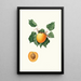 Abricot d'Allemagne Vulgaris Germanica - Giorgio Gallesio — framed artwork on a wall
