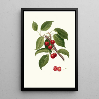 Giorgio Gallesio - Ciliegia visciola Cerasus visciola Sour cherry.webp