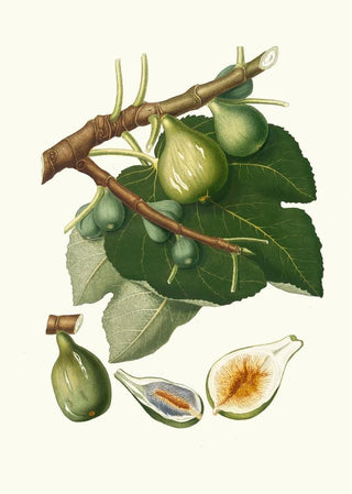 Giorgio Gallesio - Fico Dottato Fig Ficus Carica sativa.webp