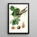 Fig Tree Fetifero or Bone Fig - Giorgio Gallesio — framed artwork on a wall