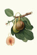 Portuguese Fig Tree Painting - Giorgio Gallesio — artwork view