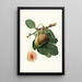 Portuguese Fig Tree Painting - Giorgio Gallesio — framed artwork on a wall