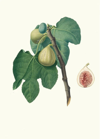 Giorgio Gallesio - Fico Trojano Fico Troiano Fig.webp