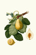 Fig Tree Painting - Giorgio Gallesio — artwork view